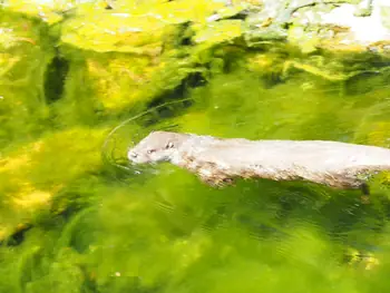 NaturOparC Hunawihr, Alsace (France)